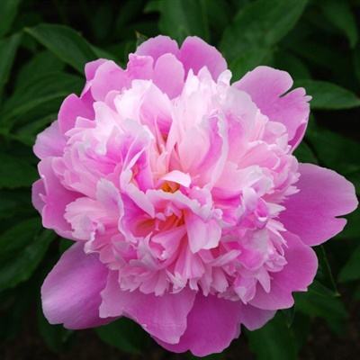 直播|3月26日15点，力控SCADA城...